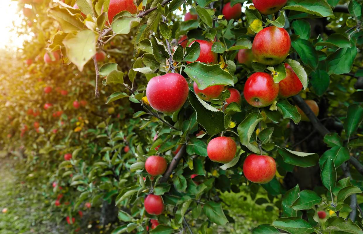 Produljuju život i voljeli su ih kraljevi: Evo gdje u Hrvatskoj možete probati vrhunske jabuke