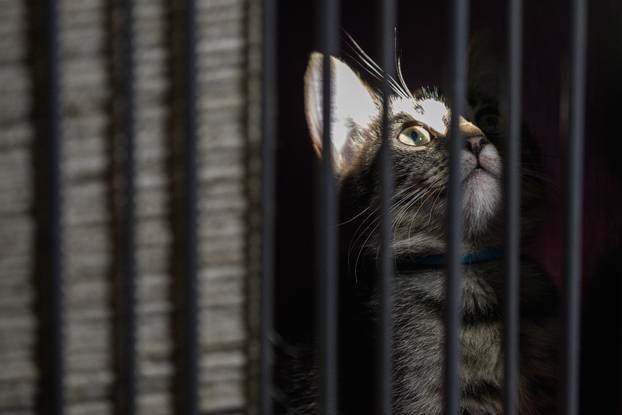 U skloništu Dumovec održan je prvi Dumovečki buvljak na kojem su građani mogli posjetiti sklonište te upoznati pse i mačke