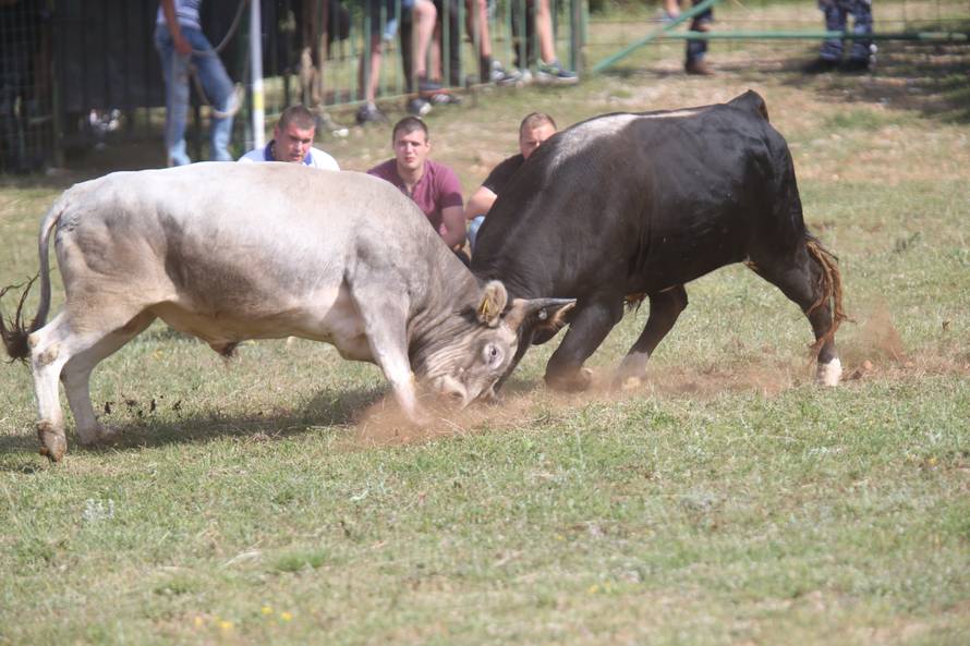 Pobjednik Medo pobjegao preko ograde, ljudi su bježali od njega