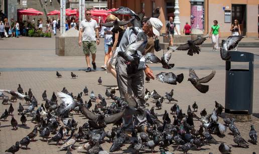 Misterij koji mu&ccaron;i milijune na internetu: Za&scaron;to nikada ne vi&dstrok;amo mlade golubove?