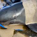 Rekordni broj nasukanih kitova na zapadnoj obali Tasmanije