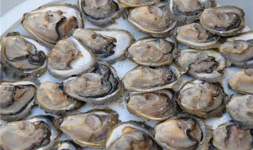 Plosnate kamenice postaju hit: Uzgoj u Hrvatskoj naglo raste