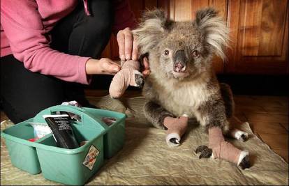 Opečena koala pronašla je ljubav u paklu Australije...