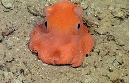 Slatkoj maloj hobotnici žele dati ime 'Adorabilis'