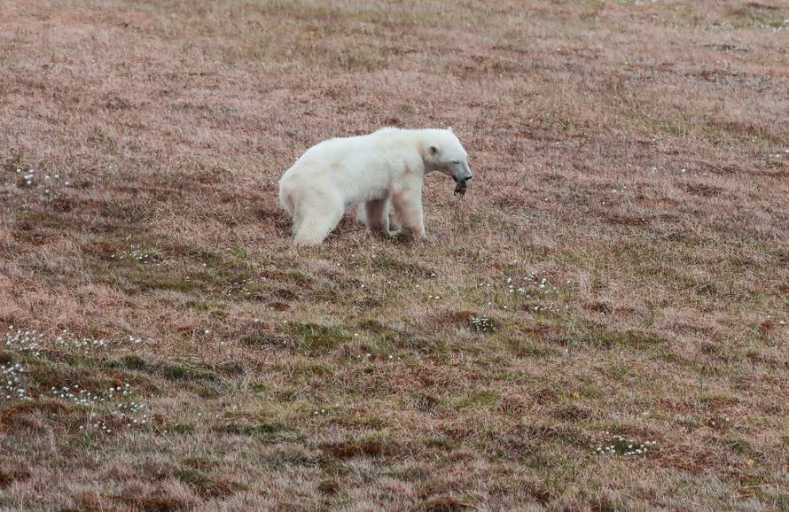 A female polar bear whose tongue is stuck in a tin can walks in the Arctic settlement of Dikson