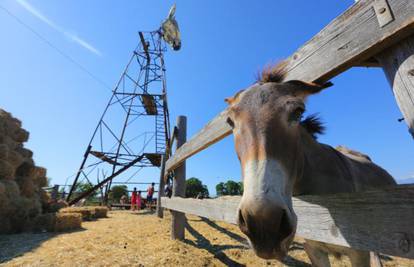 Hrabri magarac Jaffa spasio vlasnicu od lopova 