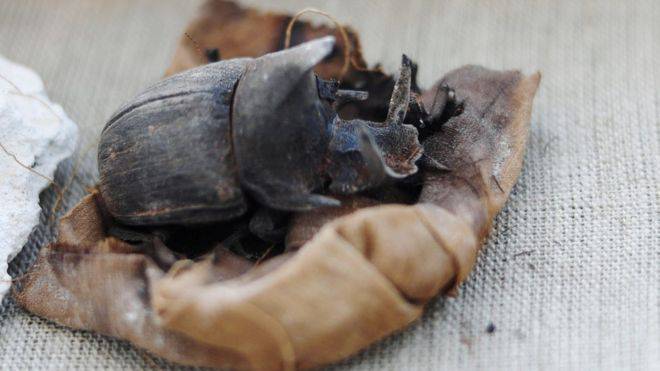 Stari i do 6000 godina: Našli mumificirane mačke i hrušteve