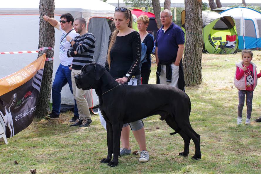 Pseći show: Američki golokoži u ringu s moskovskim čuvarom