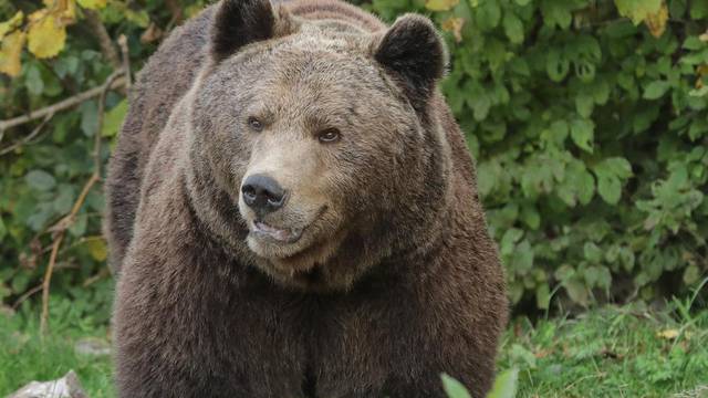 Medvjed dolutao u Zagorje, lupio ga auto pa pobjegao?