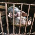 Potvrdili su afričku svinjsku kugu u Slavoniji: 'Istraživanje i uklanjanje životinja je u tijeku'