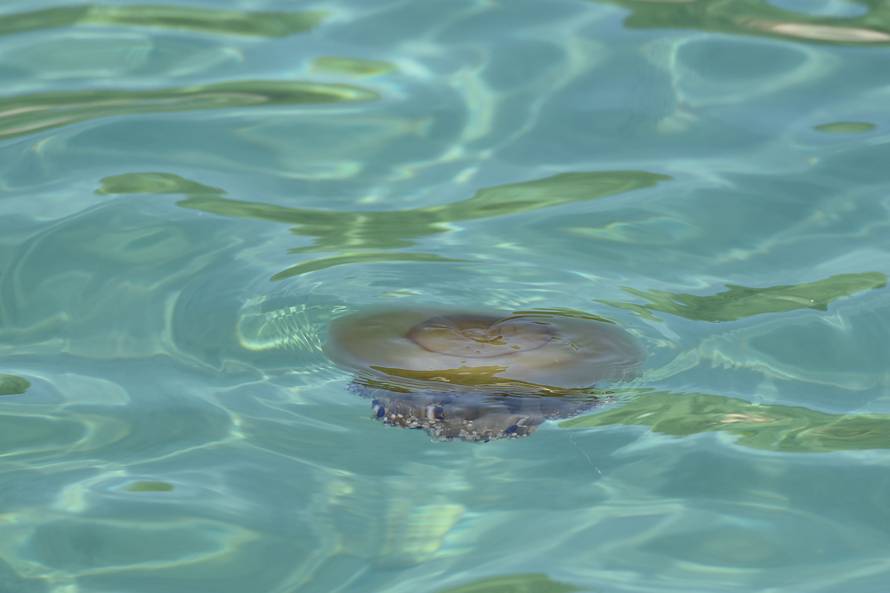 Invazija na Istru:  Nakon kitova, kupače su prestrašile meduze