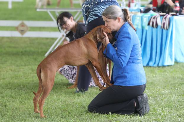 Karlovac: Međunarodna izložba pasa