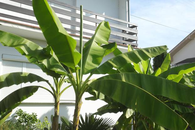 Egzotični vrt Igora Čupića