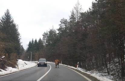 Krava šetala cestom u zavoju: 'Netko bi tako mogao stradati'