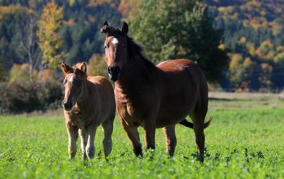 Konji na ličkim pašnjacima
