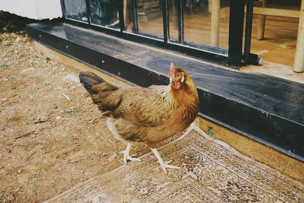 FOTO Farma blizu Splita na kojoj možete ručati među knjigama i družiti se sa životinjama