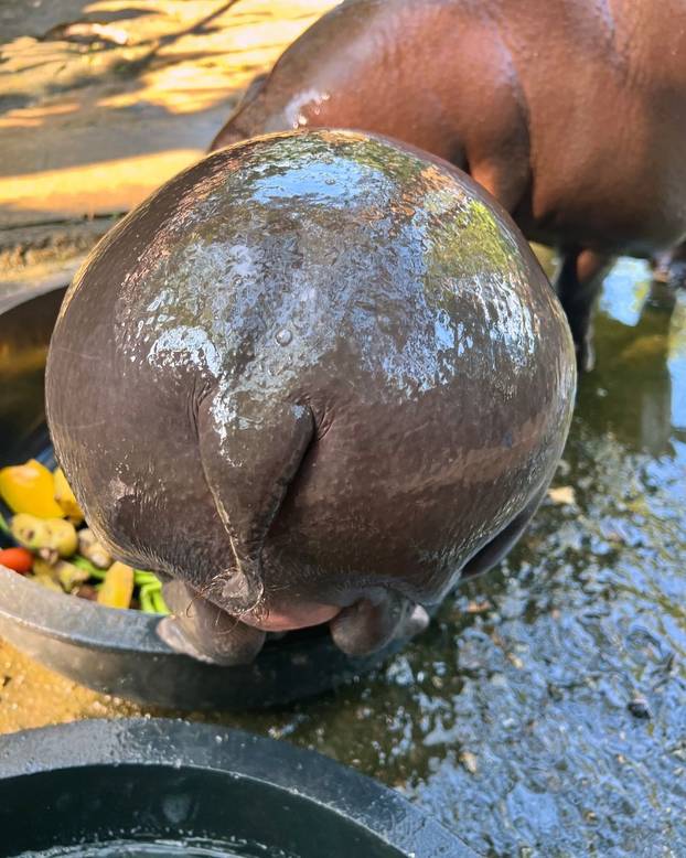 FOTO Predozirajte se slatkoćom: Ovo je Lololi. Patuljasti nilski konj i zvijezda zoološkog vrta
