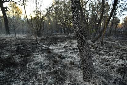 FOTO Teška noć na terenu u Zatonu: Vatrogasci i dalje gase, požar se vidi sve do Primoštena