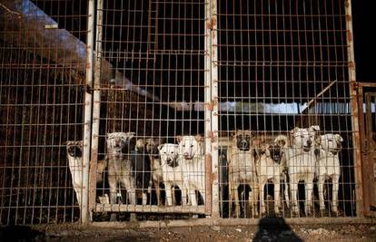 Južna Koreja razmatra zabranu konzumacije psećeg mesa. Uzgajivači: 'Oduprijet ćemo se'