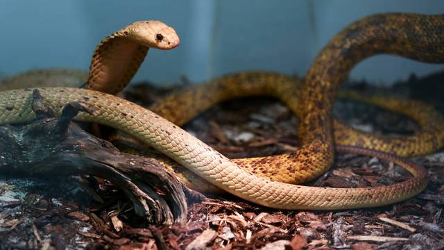 Zagreb: U centru Kaptol otvorena je izložba otrovnih zmija "Čudesan svijet zmija"