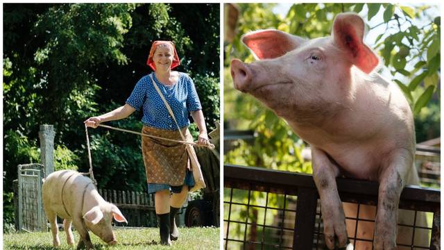 Glavnu ulogu svinje Bebe glumilo je devet svinjica. Kažu da ne žele u Pulu na festival...