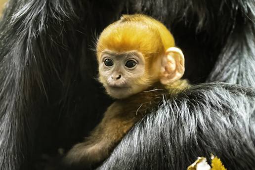 Rodio se preslatki naran&ccaron;asti majmun: 'Rijedak je i ugro&zcaron;en!'