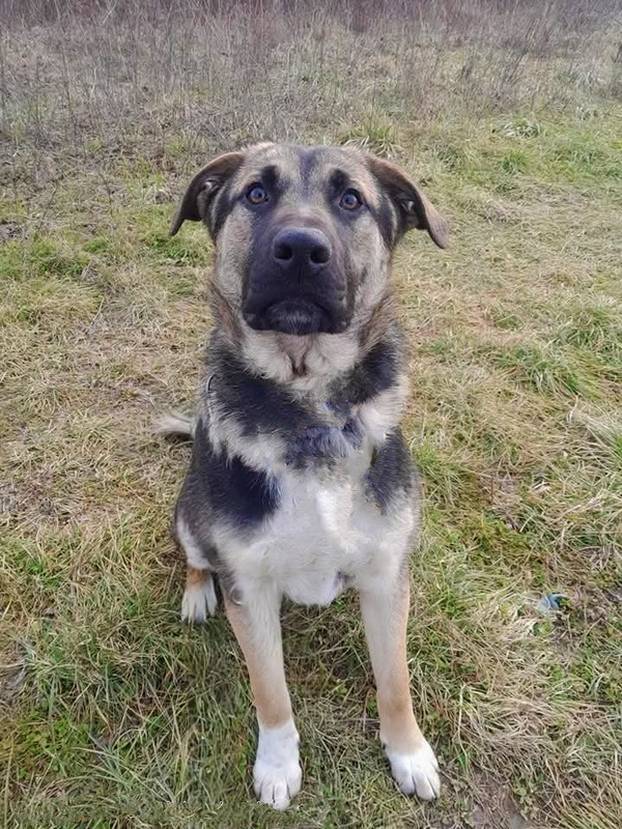 FOTO Ove predivne njuške traže dom: Pružite im priliku za sreću!