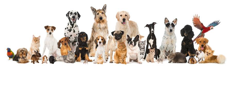 Što se dogodi kada životinja dobije sve što joj je priroda namijenila?