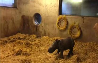Kamere snimile trenutak dolaska na svijet bebe nosoroga