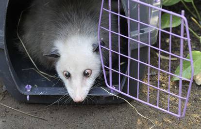 Oposumka Heidi uz pratnju novinara preselila u novi dom