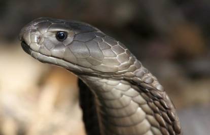 Novootkrivena vrsta kobre ubila 15-toro ljudi u Keniji