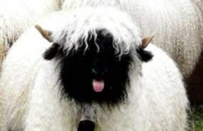 Ovca crnog nosa iz Švicarske  nevjerojatno je slatka životinja