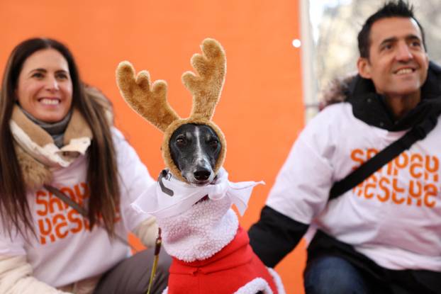 People and dogs take part in festive dog walk to raise money for flooded-hit Valencia shelters