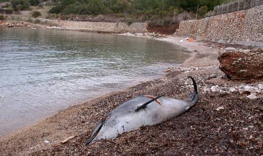 Hvar: More na obalu kod Jelse izbacilo ženku dobrog dupina 