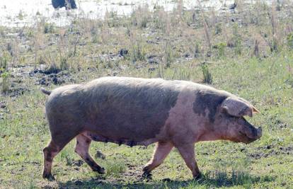 Zbog afričke svinjske kuge u Srbiji jače kontrole u Hrvatskoj