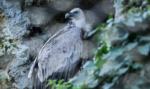 Mojci godine ne mogu ništa: Iako u Zoološkim vrtovima žive po 37 godina, Mojca ima 44