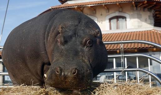 Nikica je ogladnila pa se vratila kući u zoološki vrt  