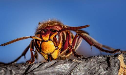 Evo kako držati stršljene dalje od doma i što učiniti ako ubodu
