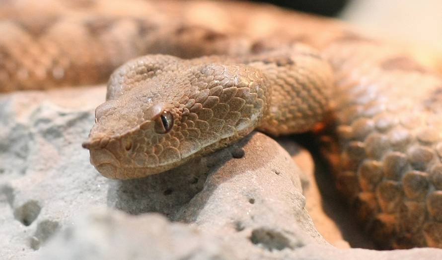 Jurica Galoić/PIXSELL