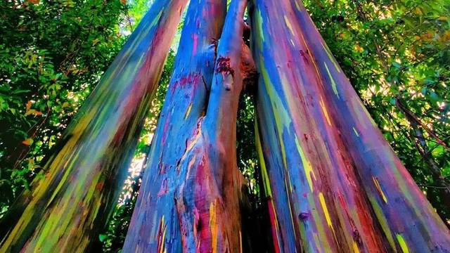 Eukaliptus dugino drvo
