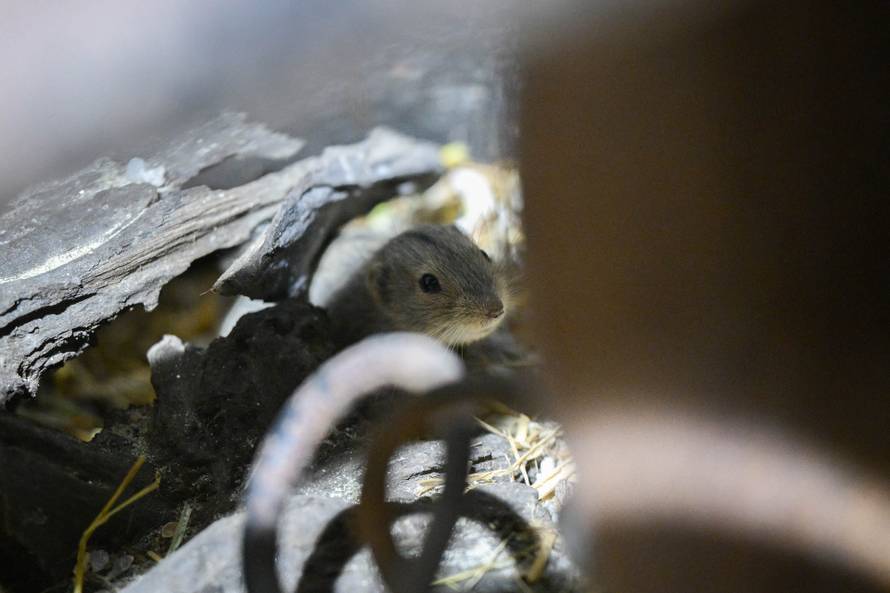 24sata Zagreb: Rodilište u Zoološkom vrtu