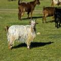 Prijeti nestašica kašmirske vune - tisuće kozlića nisu preživjele