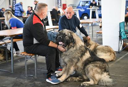 Zagreb: Izložba pasa Winter classic na Velesajmu