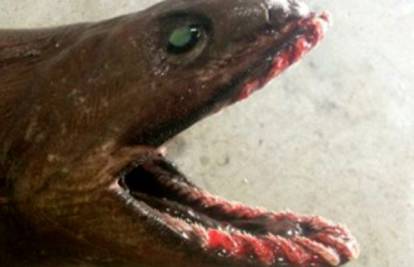 Uhvatio je prapovijesno biće, morskog psa  s čak 300 zuba!