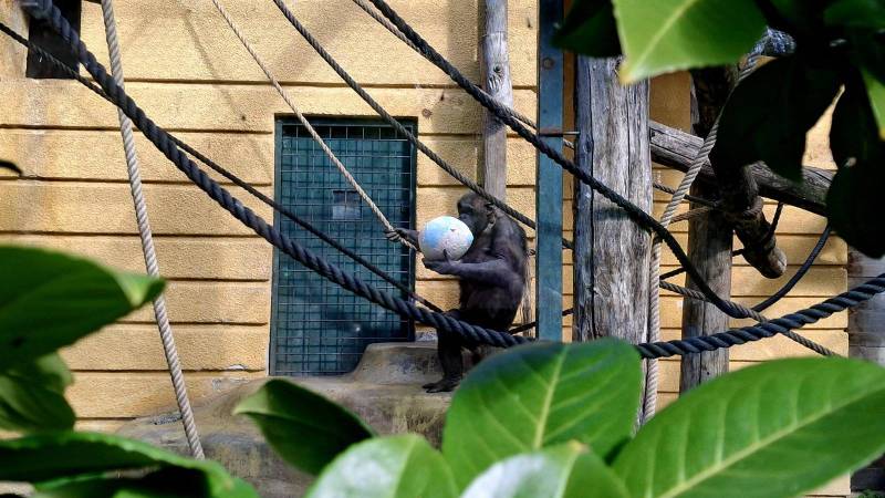 Životinje u zagrebačkom ZOO-u uživale u uskršnjim pisanicama