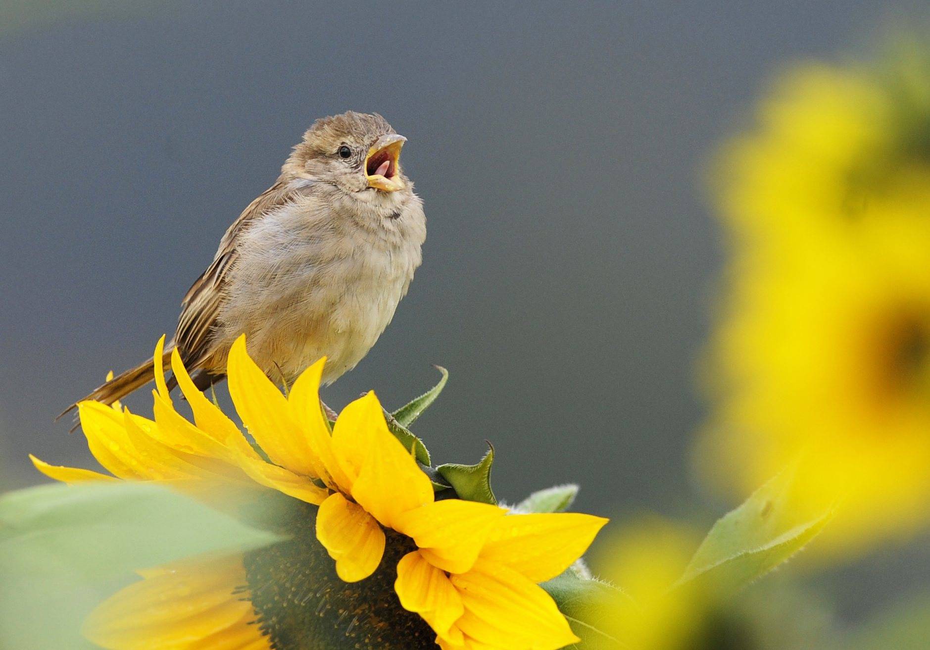 A sparrow is sitting on a sunflower