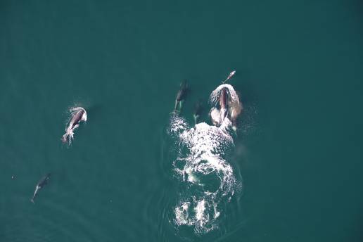 VIDEO Prvi put snimili kitove ubojice koji zajedno s dupinima love plijen. Pratili ih dronovima