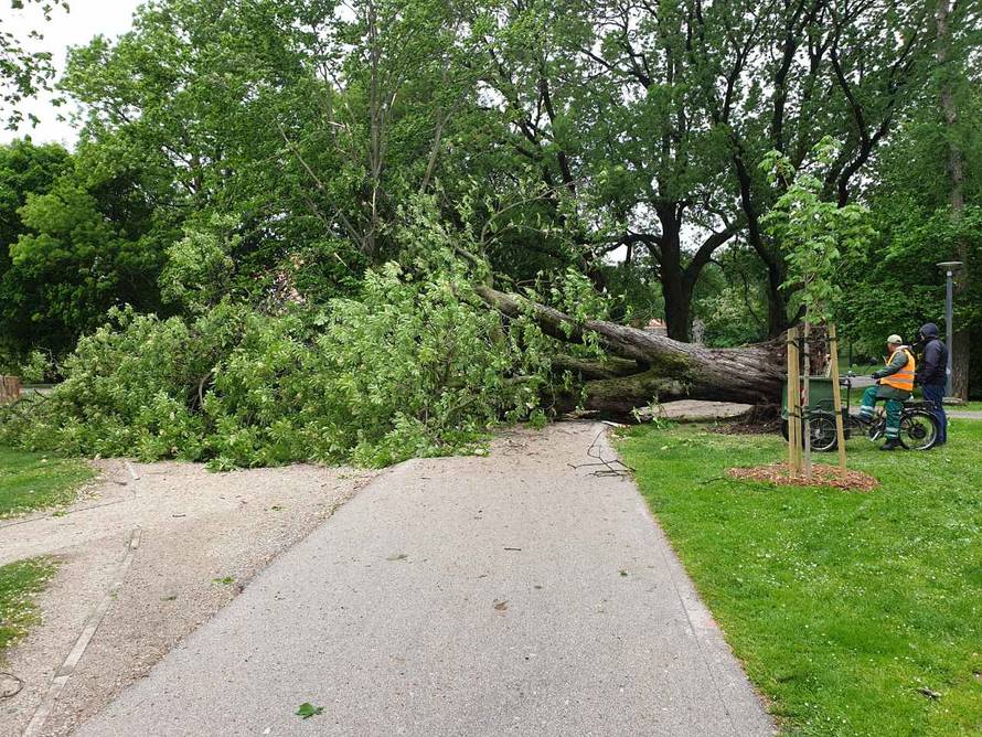 Skoro palo na školarce: Vjetar srušio stablo visoko 20 metara