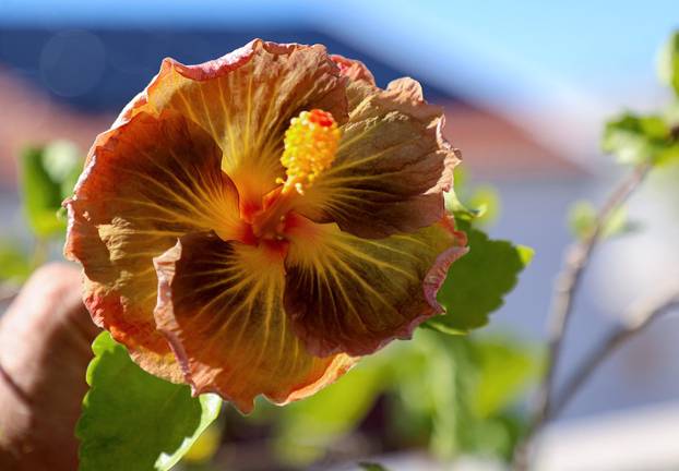 Split: Denis Bojčić, kolekcionar bugenvila