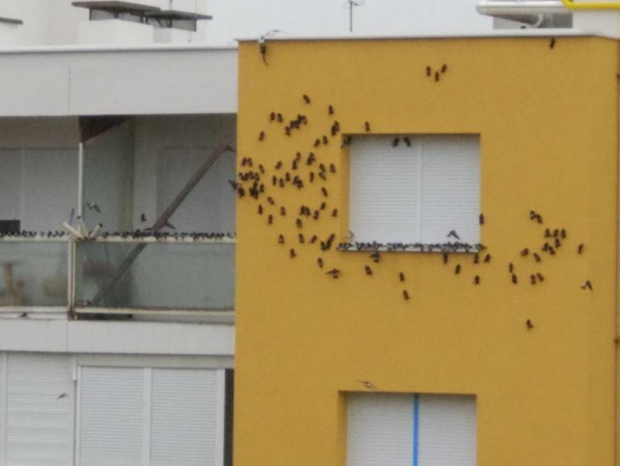 Kakva nova fasada?! Gdje su gnijezda? Kako ćemo se pariti?